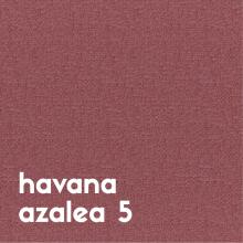 havana-azalea-5